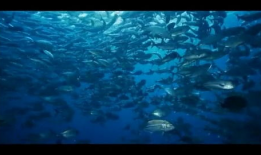 海洋视频,揭秘深海神秘世界